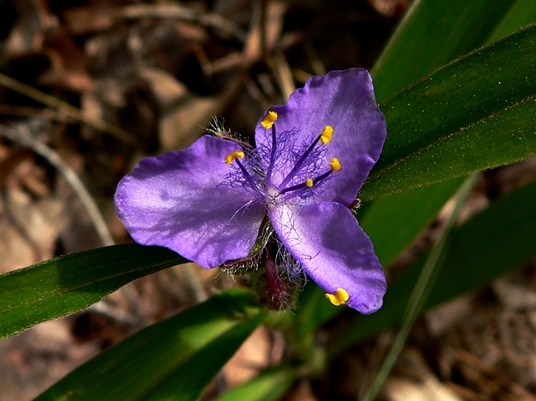 {Tradescantia subaspera}